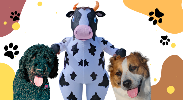 World of Pets and Inflatable Costumes